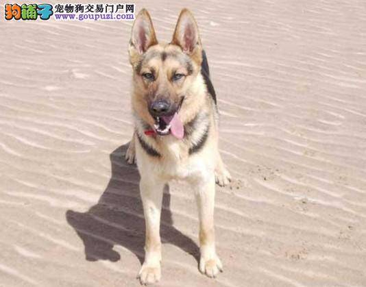 不怕鞭炮声 让德国牧羊犬做一个勇敢的孩子