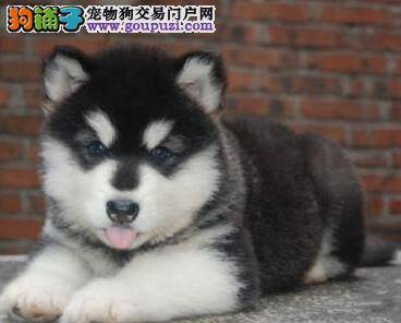 百变营养师 如何喂养不同时期的阿拉斯加雪橇犬