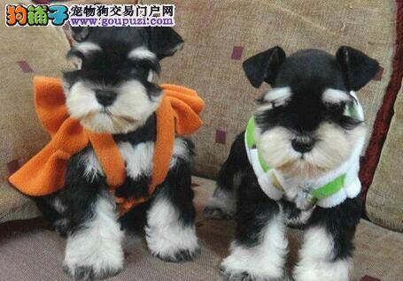 怎样照顾好老年雪纳瑞犬