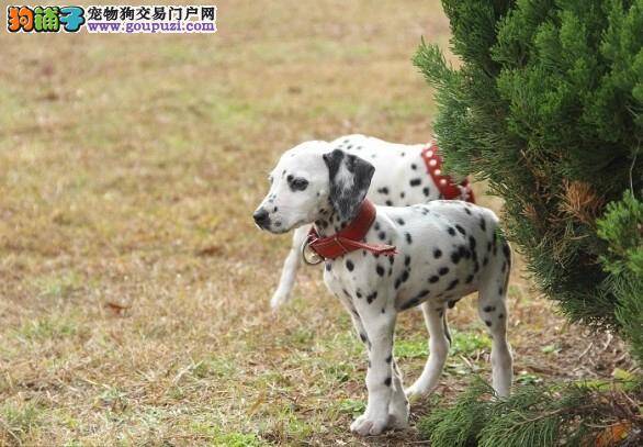 斑点狗的鼻子冰凉 这种情况正常吗