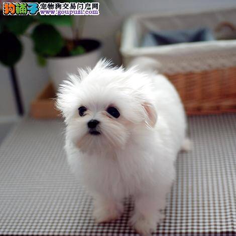 马尔济斯犬可以吃生骨头吗