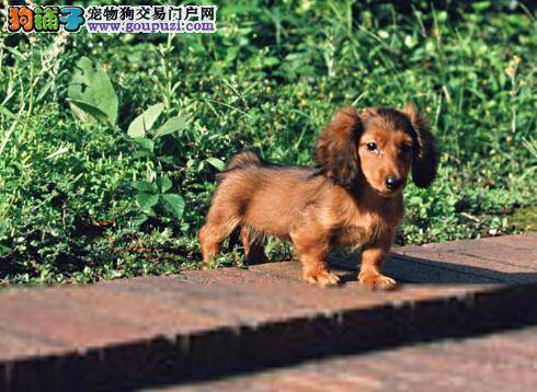 训练小技巧 教腊肠犬轻松学会装死技能