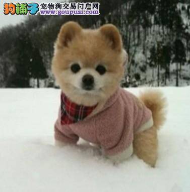 秋田犬怎样表达自己的语言和情绪