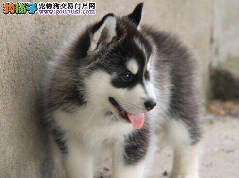 带哈士奇外出的时候大家要做好哪些准备