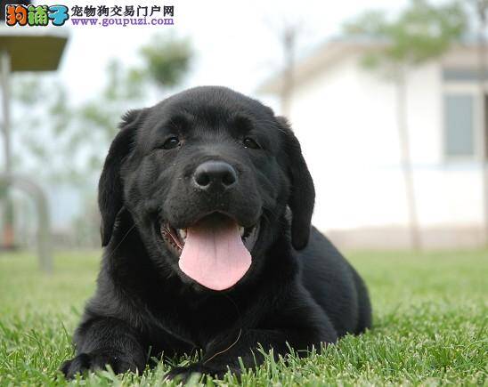 拉布拉多犬好养吗，拉布拉多犬怎么养？