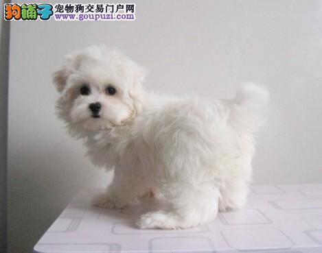 马尔济斯犬身体必需的五大营养物质