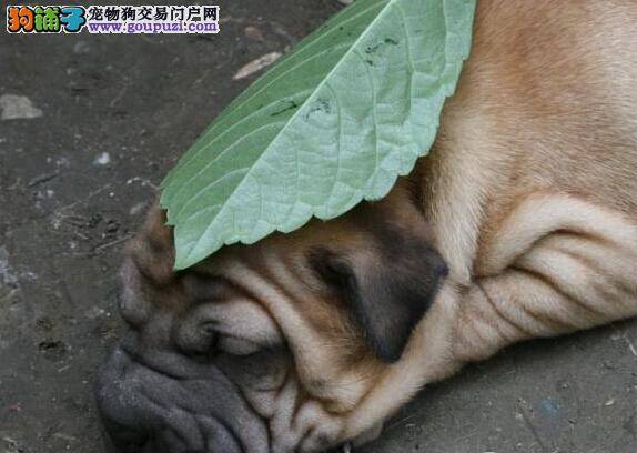 医疗大百科之沙皮狗患上脓皮症的症状及预防方法