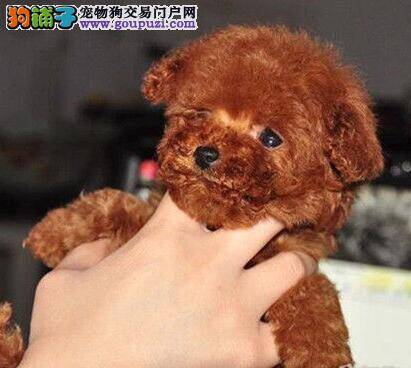 我们与贵宾犬相处期间如何预防出现过敏情况