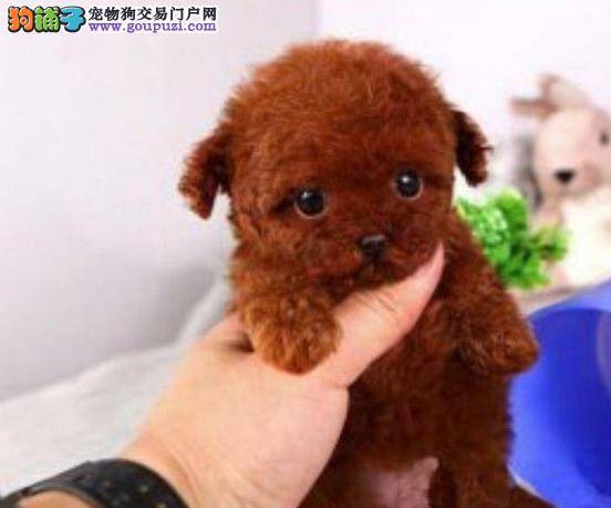 生活小妙招 泰迪犬外出期间带铃铛的三大妙招