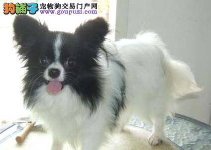 生活小常识 如何让蝴蝶犬在生活中远离危险