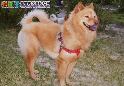 家庭必备品之挑选秋田犬狗窝时须注意哪些要点