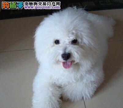 比熊犬幼犬怎样喂养？适宜喝牛奶么