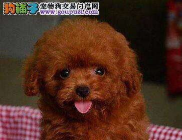 给泰迪犬吃驱虫药有哪些注意的问题