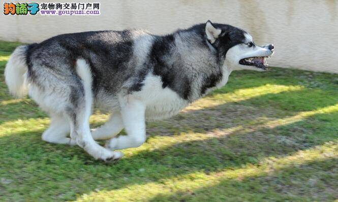 狗狗知我心 为什么说阿拉斯加犬和主人惺惺相惜