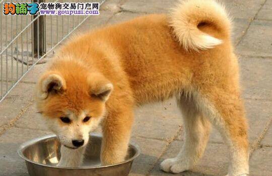 秋田犬刚断奶如何给它自制狗粮