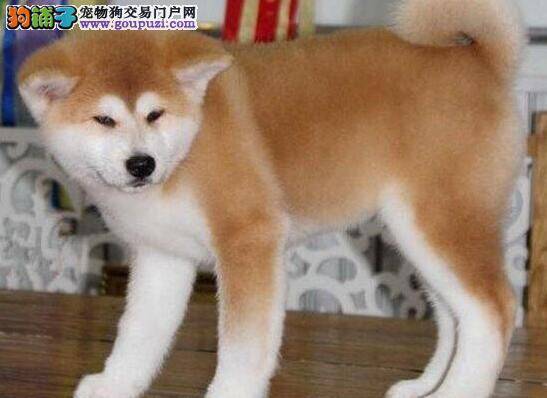 养好秋田犬有哪些小妙招