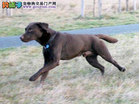 关于挑选拉布拉多犬食具的一点小见解