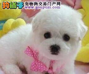 比熊犬怀孕后的照顾方法有哪些