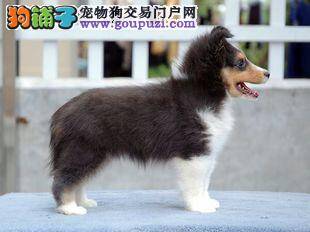 盘点喜乐蒂犬训练的几大要点