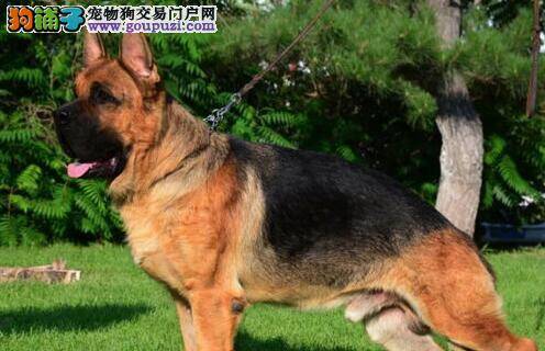 怎样清理德国牧羊犬耳道内的耳垢