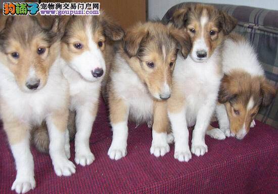 如何在不同季节科学喂养苏格兰牧羊犬