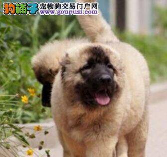 高加索犬挑食恶习的纠正方法