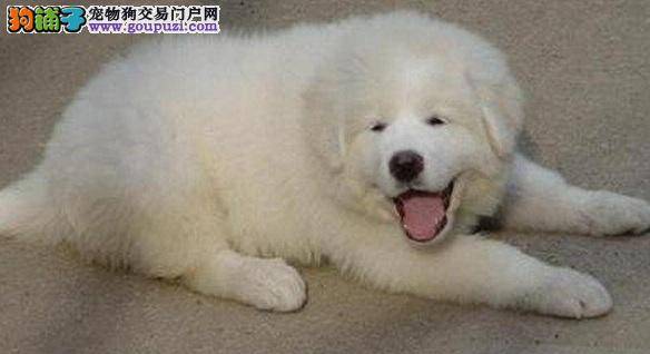 夏季为大白熊犬防暑，我来教你几招