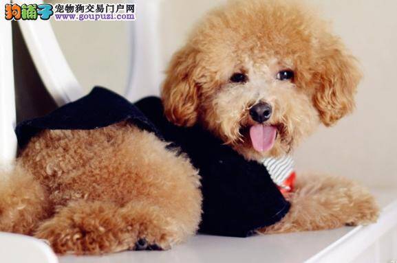 保护贵宾犬幼犬安全的小帮手——育婴箱