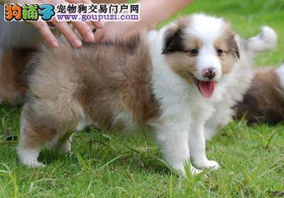 喂养喜乐蒂犬的小常识