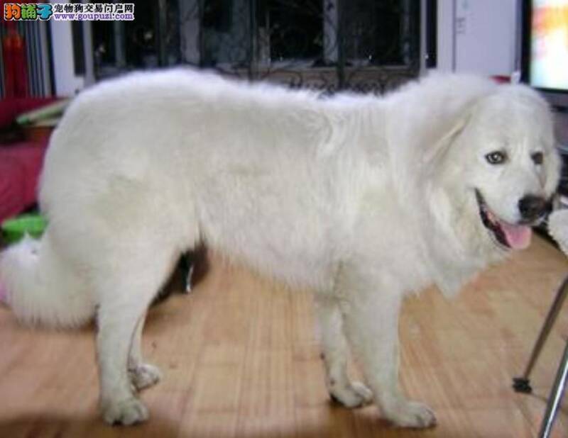 大白熊犬患上结膜炎的症状和治疗方法
