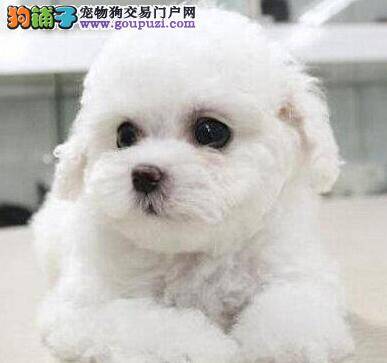 详解比熊犬爱咳嗽的几大主要原因