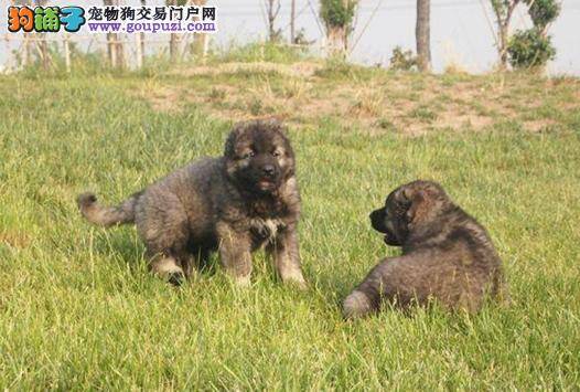 夏季养狗需谨慎 饲养高加索犬要注意哪些事情