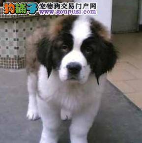 圣伯纳犬刷牙时牙掉了而且发现它有口臭如何解决