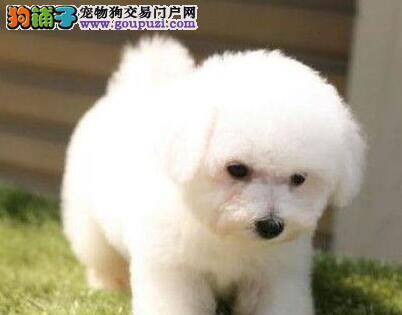 我家比熊犬不吃狗粮怎么办啊