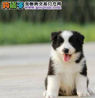 边境牧羊犬吃什么食物吸收最好