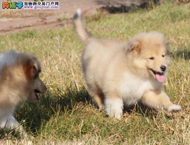 解析苏格兰牧羊犬生病的征兆