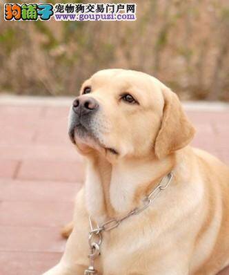 哪些食物最适合拉布拉多犬食用？对健康最有益