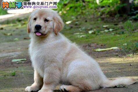 金毛犬补钙期间吃哪些钙片每天吃多少呢