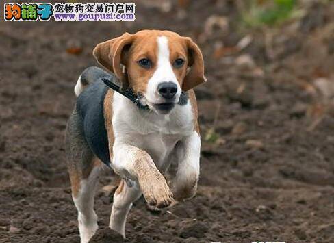 训练全攻略之如何训练比格犬学会保护主人