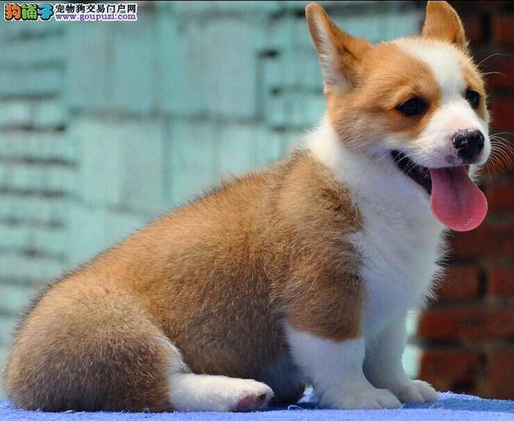 柯基犬舔尾巴的相关解释有哪些