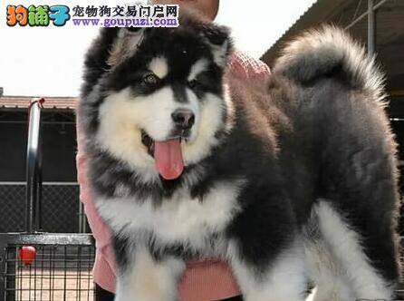 三个月的阿拉斯加犬可以补钙了吗