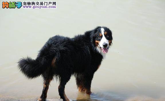 轻松护理早产儿伯恩山犬的健康三步骤