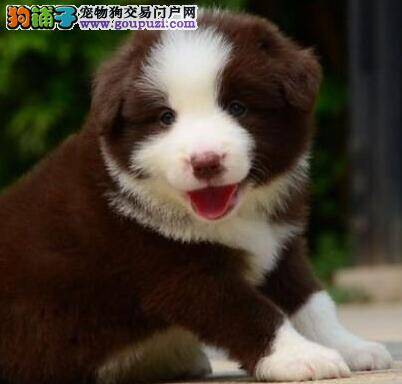 如何塑造出边境牧羊犬一个健康的心理状态