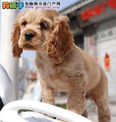 可卡犬会自己搜索物品但不懂向主人求救有解决的方法吗