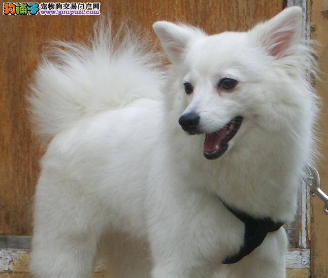 科学喂养很关键 生病的银狐犬需更高的营养