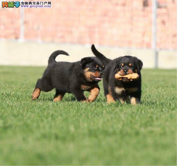 有关罗威纳犬呕吐的诊断方式