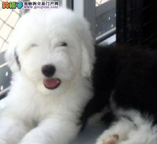 古代牧羊犬老伸舌头是什么情况