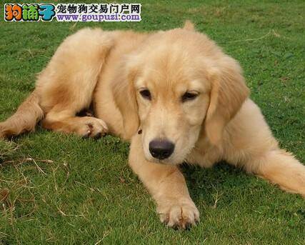 闻味识天下 金毛犬喜欢到处闻是有原因的