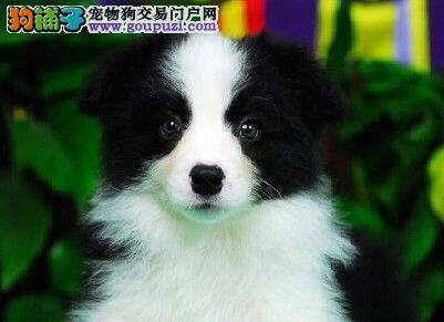 边境牧羊犬进入老年期之后的饲养方式