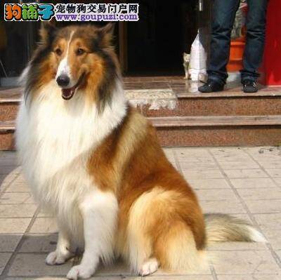 苏格兰牧羊犬打完疫苗多久能出去玩